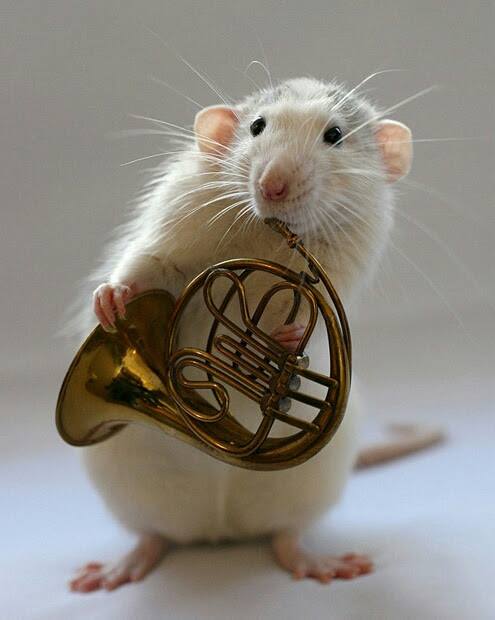 French Horn Hardware and Accessories | Looking to sell my Josef Lidl ...
