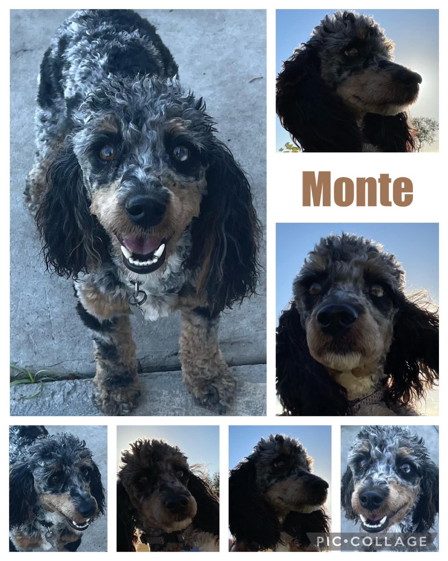 Meet Mr. Monte! He is making... - Ruff-inn Pet Lodge, LLC. | Facebook