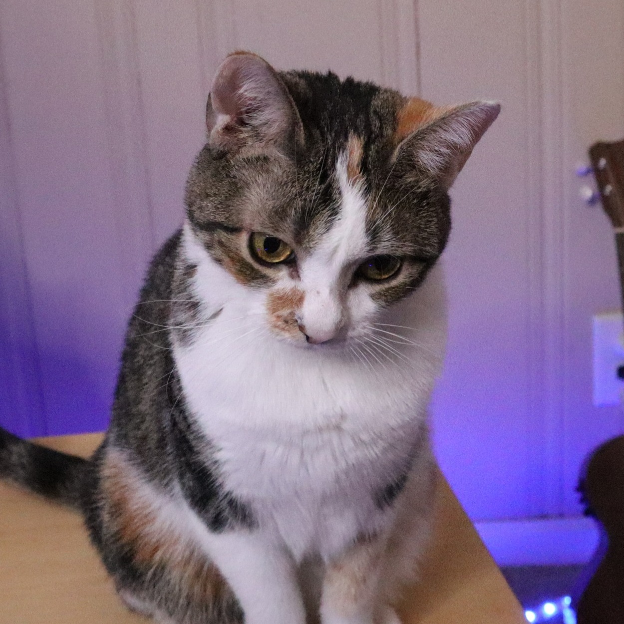 Boss cat! Melanie Cornbread is ready for business! #funnycats #cutecats ...