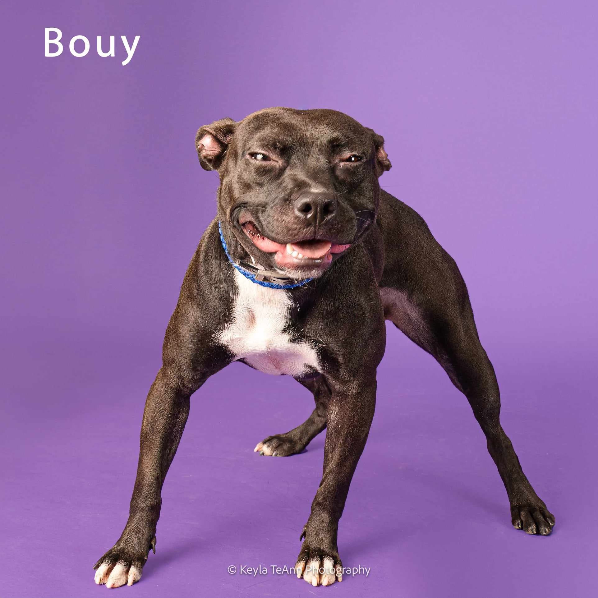  Crumble Dog 廃盤 レア Crumble's name is sweet — but her past is heartbreaking. 💔 This
