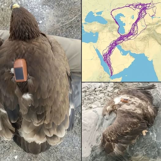 Archaeology - 👉Read more https://us.calcstack.com/1687/ The Eagle That ...