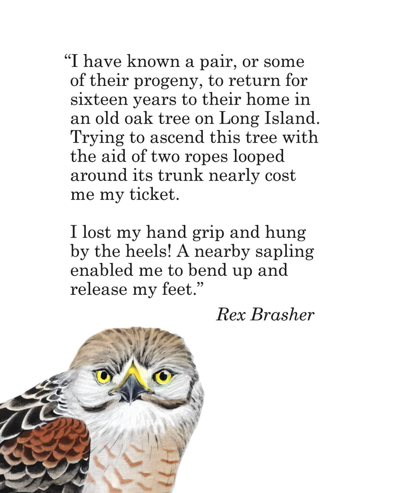 Field Notes - The Redshouldered Hawk, as featured in... | Facebook