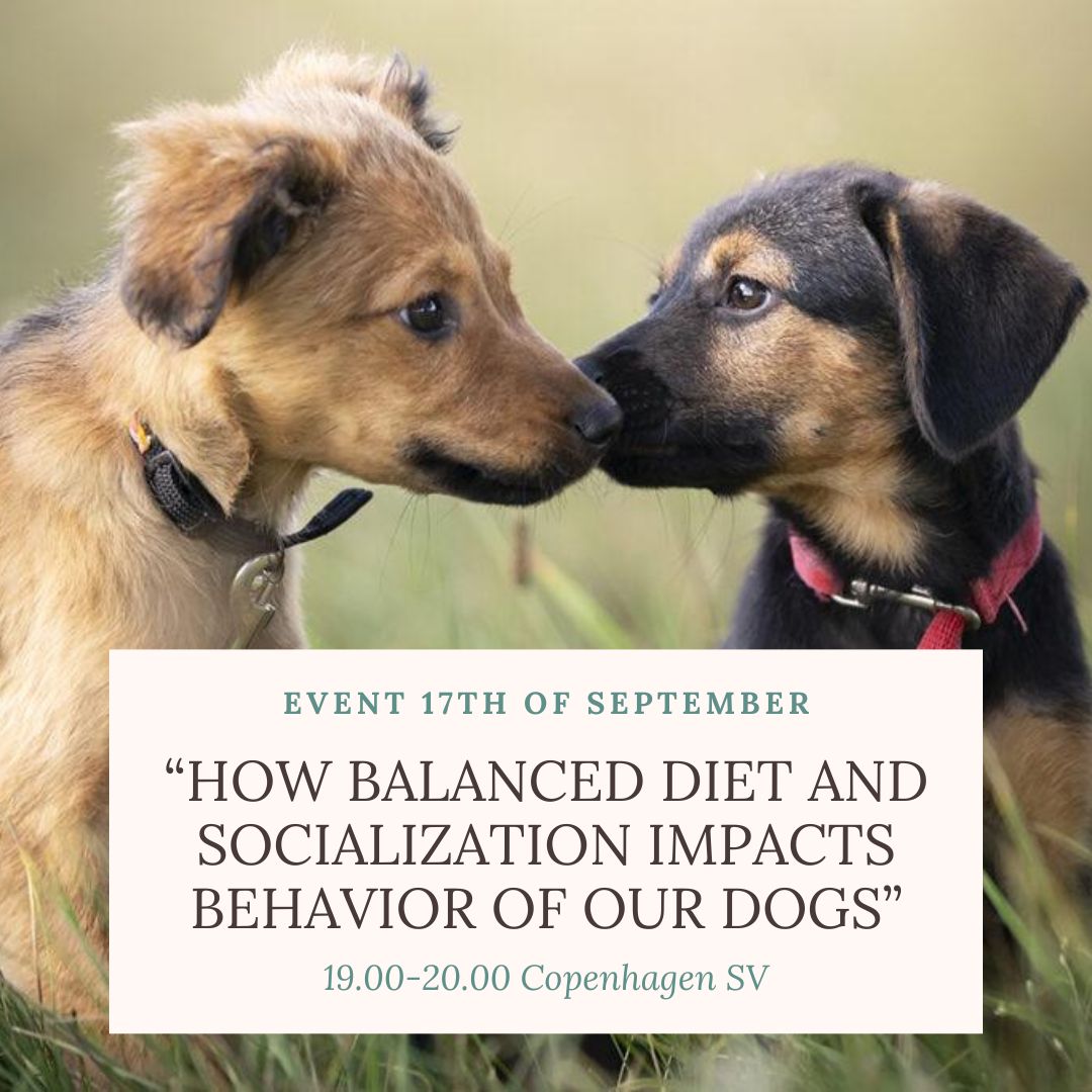 How Balanced Diet and Socialization impacts behavior of our dogs