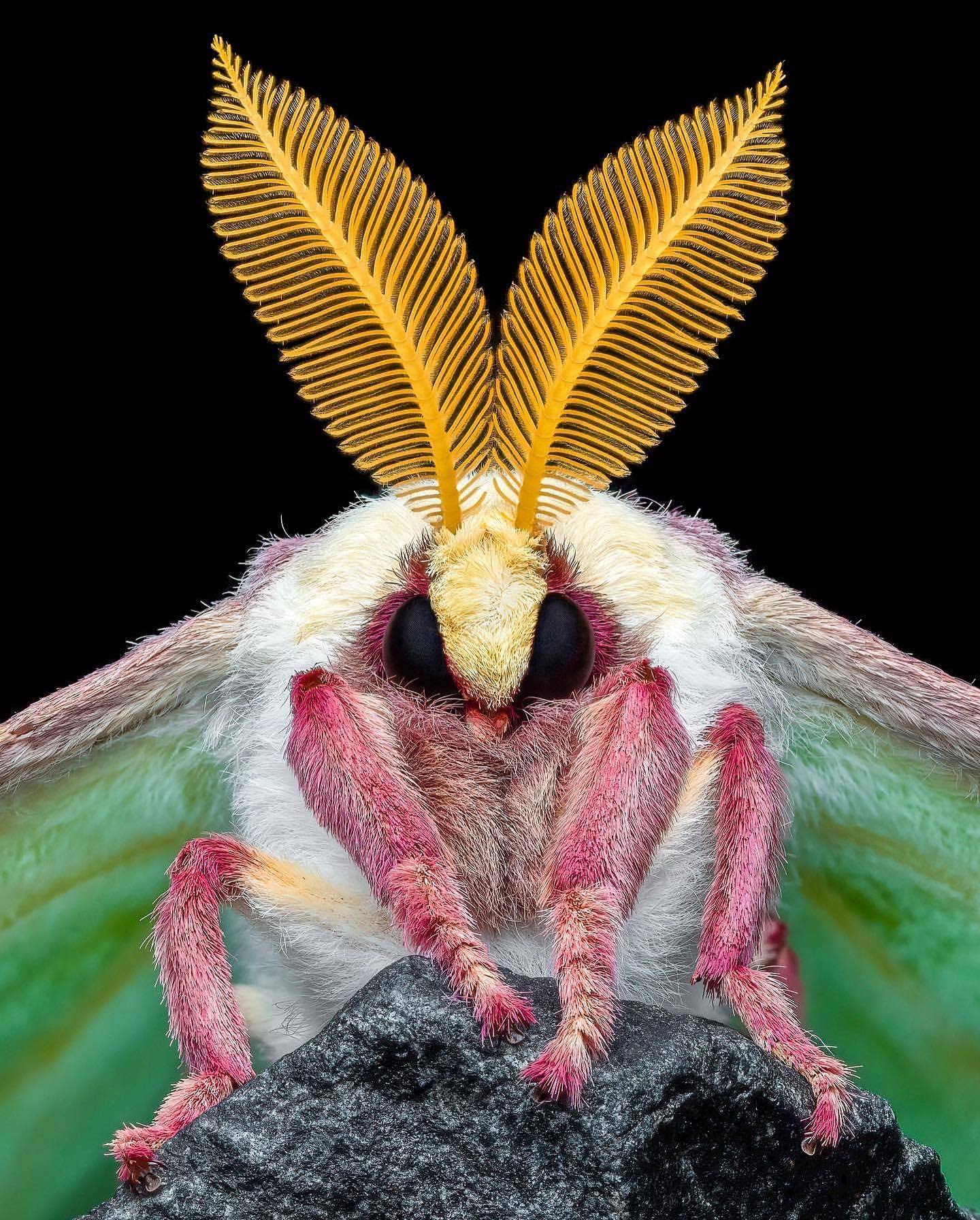 Nature - 🦋 The Majestic Luna Moth: Nature’s Winged Beauty! 🌙📸 Marvel at ...