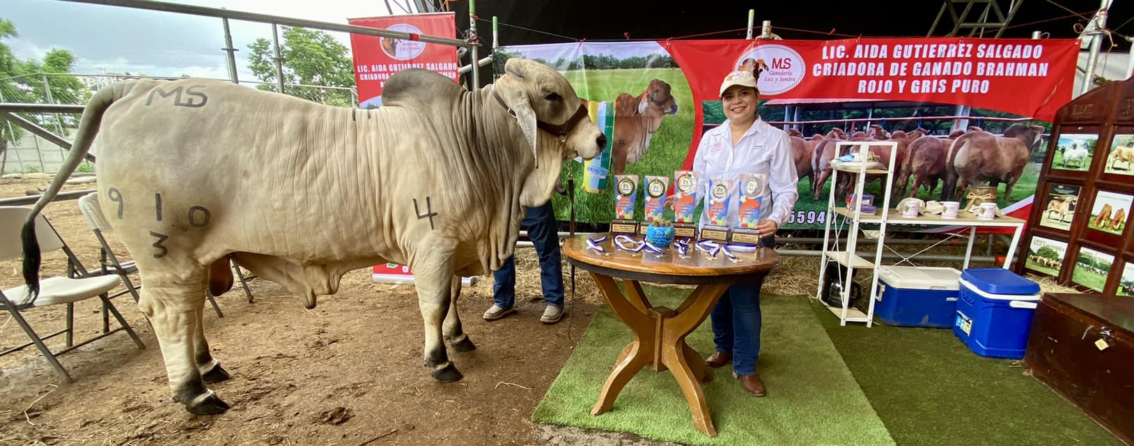 Semilla de Pasto Angleton Rastrero y Gamba - Ayda Gutiérrez Salgado.