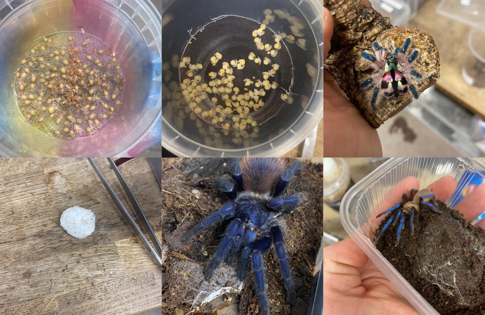 🎃🕷️🎃🕸️ 0.1 Pamphobeteus sp. Solaris adult female moulting #pamphobeteus ...