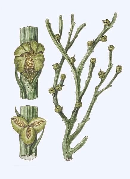 ชีววิทยา - ทำไมหวายตะนอยหรือไซโลตัม ( Psilotum ) เป็นพืชที่ไม่มีใบ และ ...