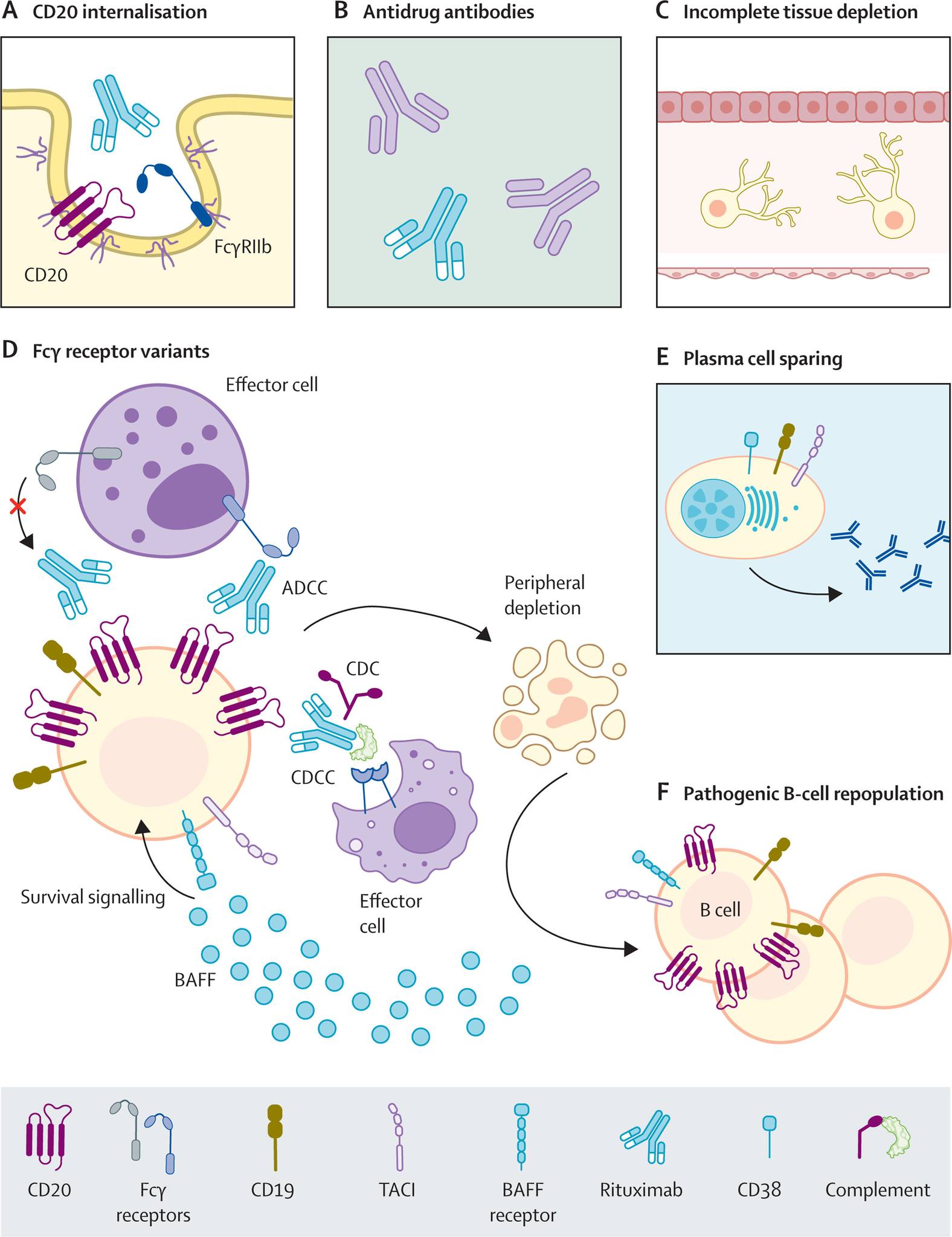The Lancet - Issues with B cells, a type of immune cell, play a key ...