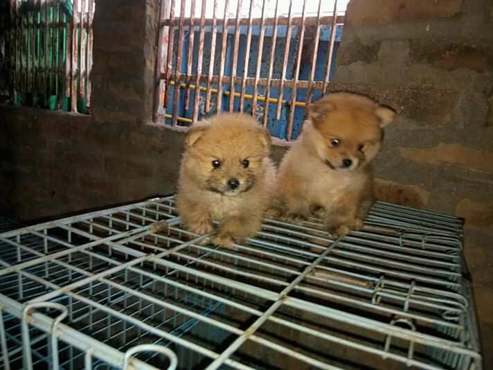 Rana Pet Shop -Rehan