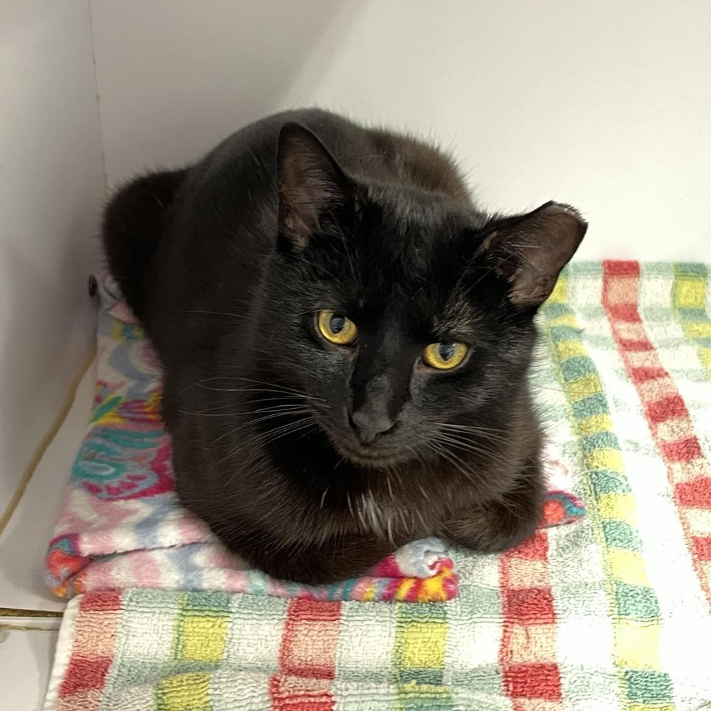 Shenandoah - Alaric is UP FOR ADOPTION! Alaric likes his privacy…no ...