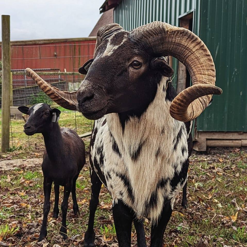 Stuarts Fallow farm and exotics | Atwater Center OH