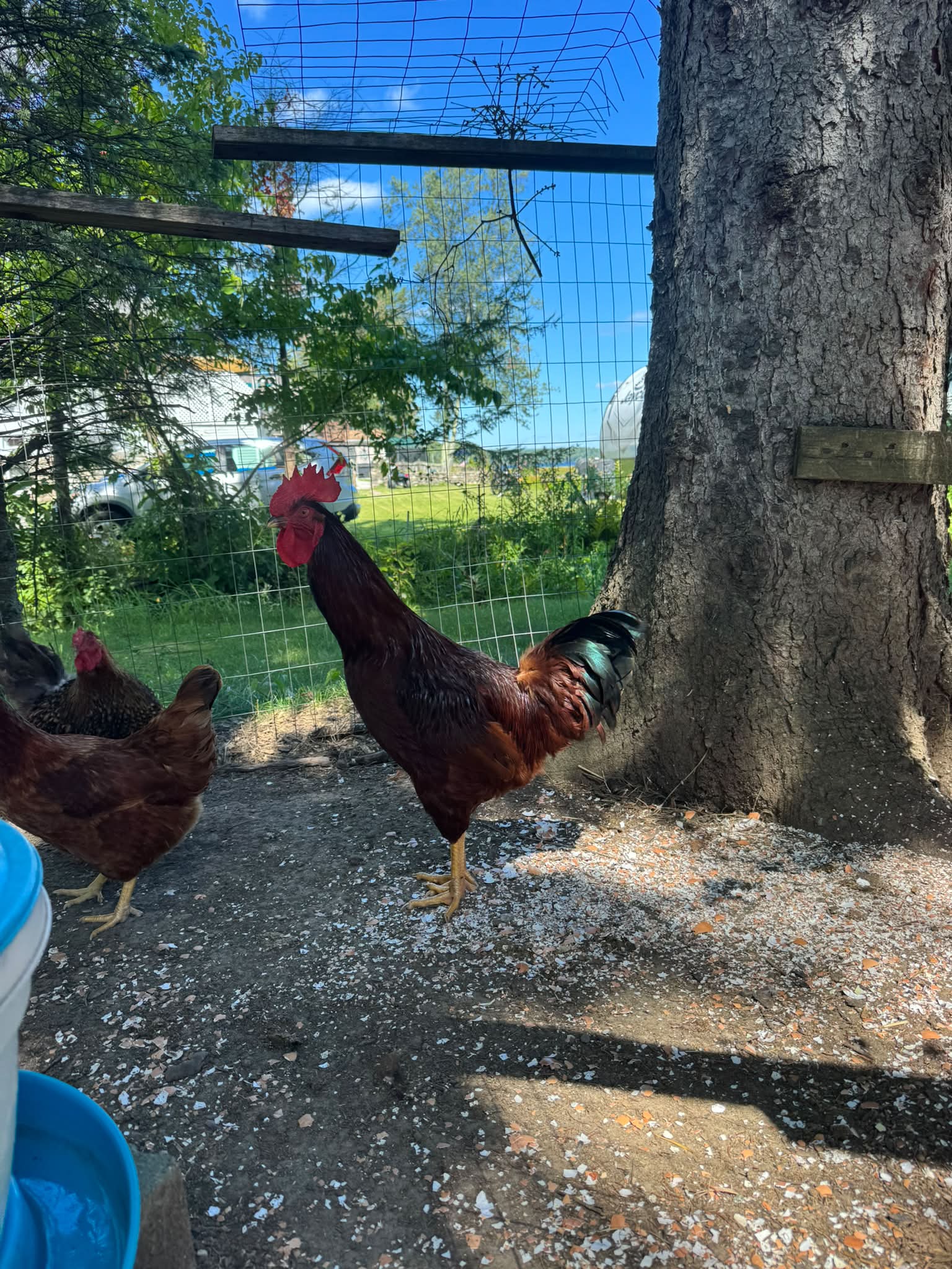 Free** Hey all, I have 3 healthy roosters looking for a new home