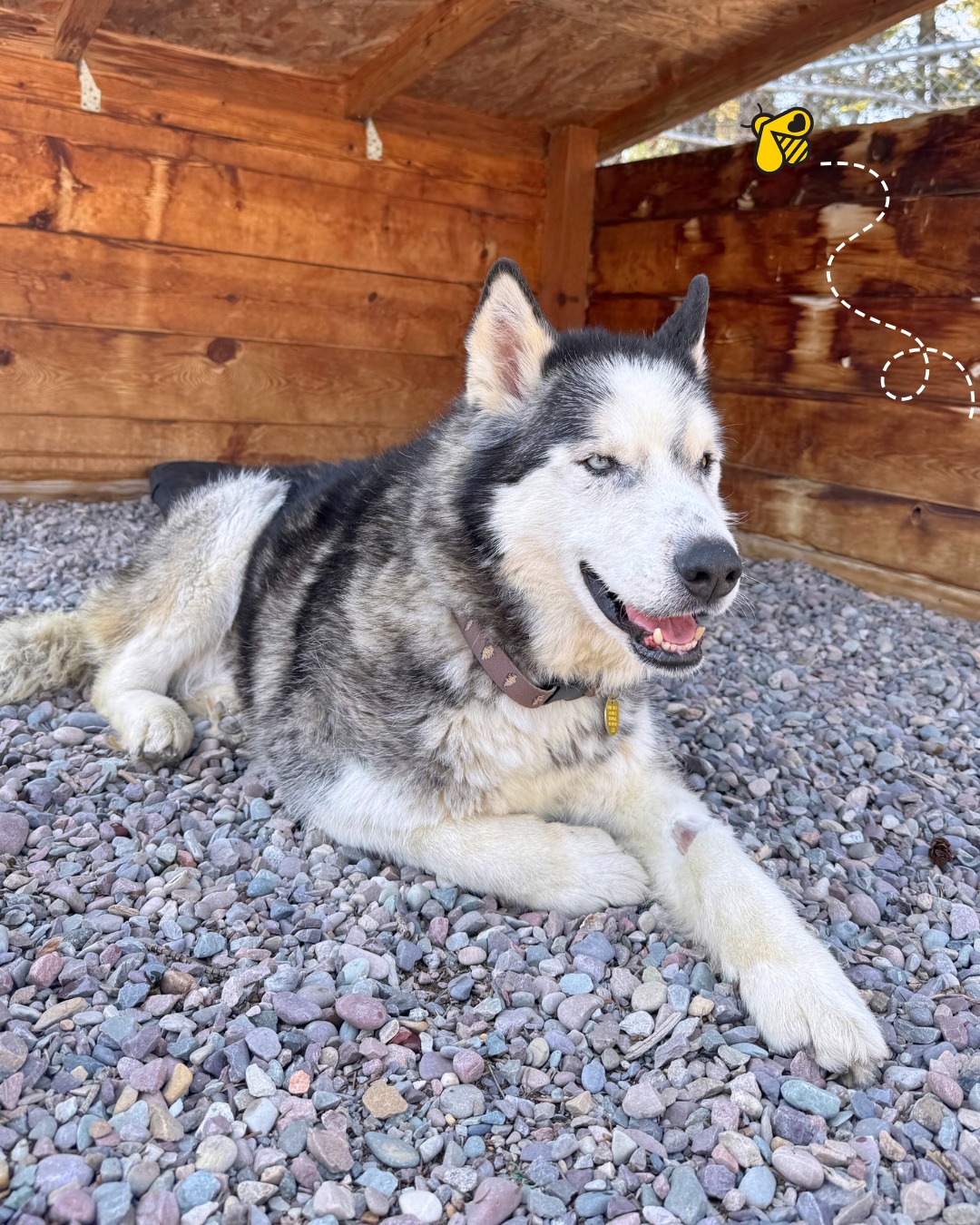 The Humane Society of Western Montana | Missoula MT
