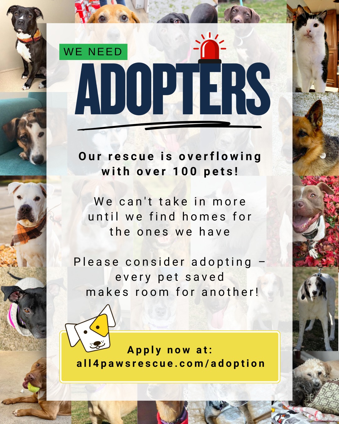 All 4 Paws Rescue