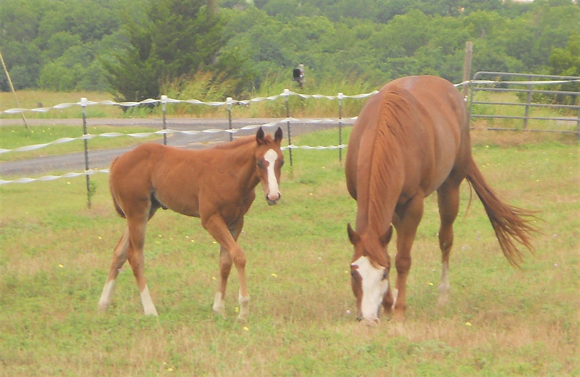 Triple R Horse Ranch