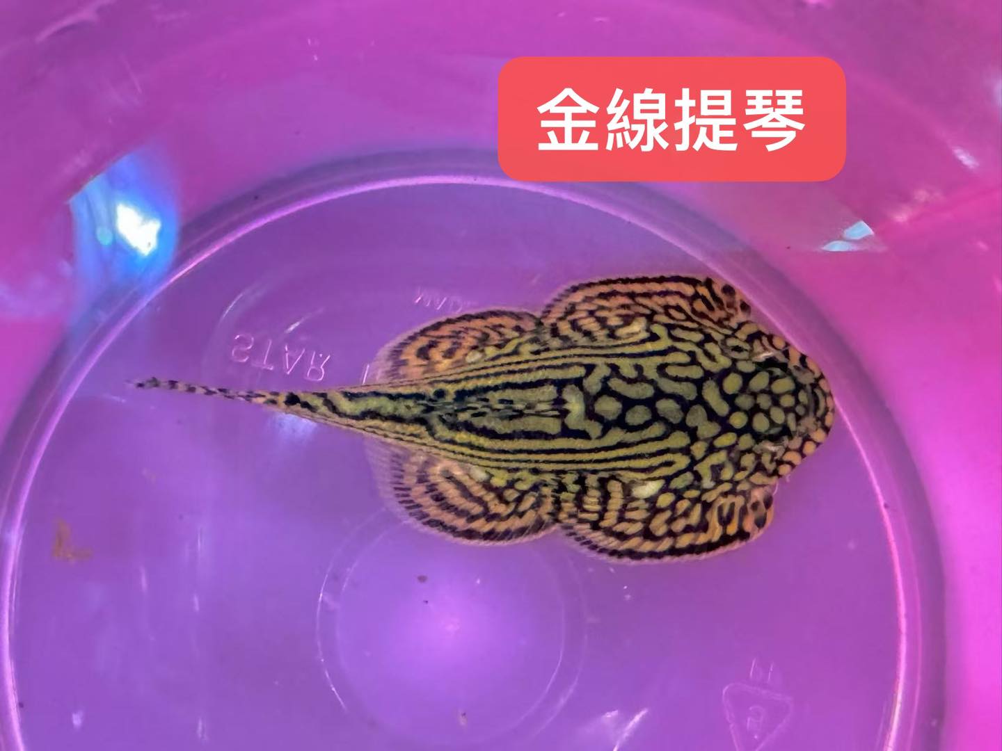 荃灣水族情迷aquadesign added a new photo. - 荃灣水族情迷aquadesign