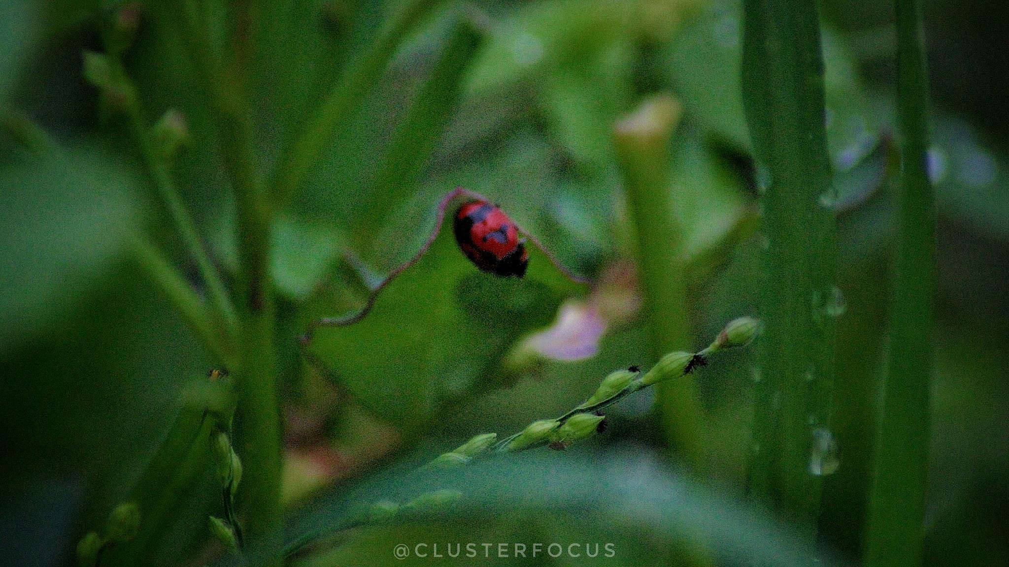 Cluster Focus