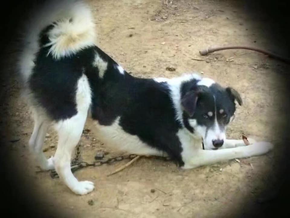 中国太行犬 Chinese Taihang... - 中国太行犬 Chinese Taihang Mountain Dog