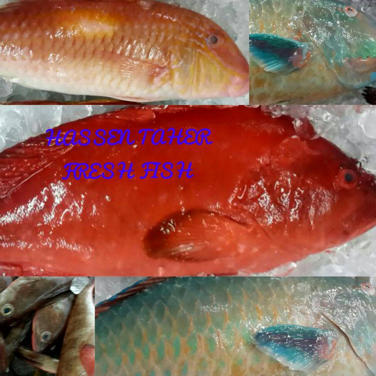 HASSEN TAHER SEAFOODS MTIUS LTD - BENEFITS OF EATING FISH Fish is a ...