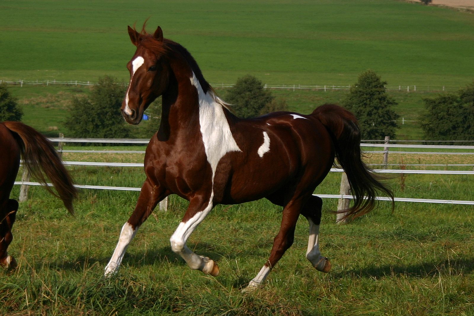 COMPRA Y VENTA DE CABALLOS PERU | Busco potranca de cualquier color por ...