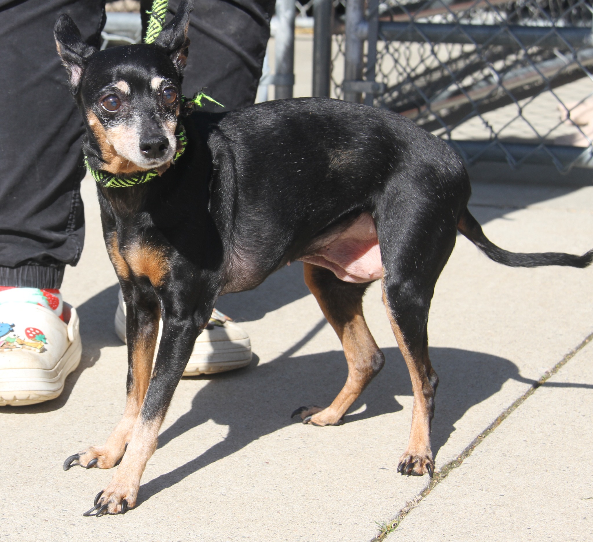Humane - **BONDED PAIR w/Eustice (In Foster Care: Available for ...