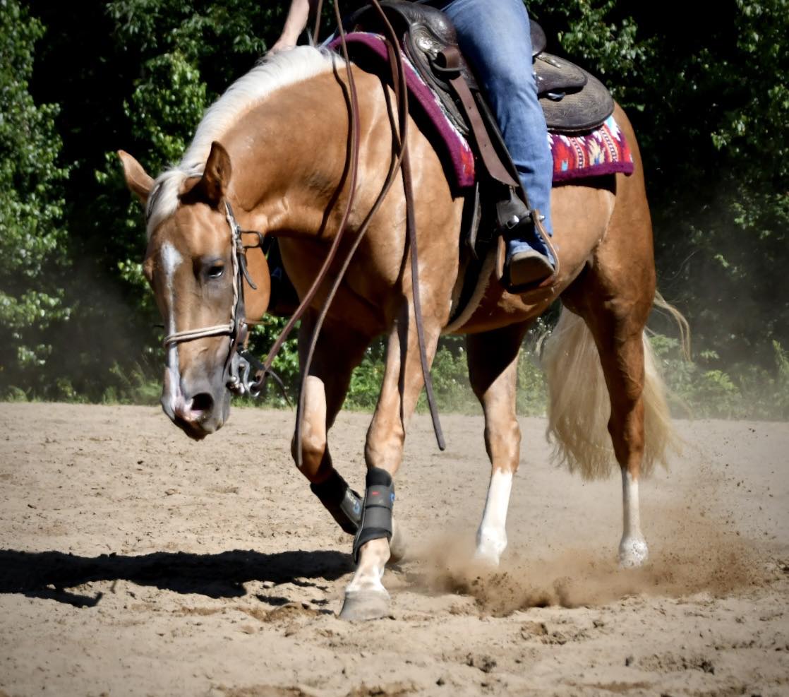 Anderson Performance Horses... - Anderson Performance Horses