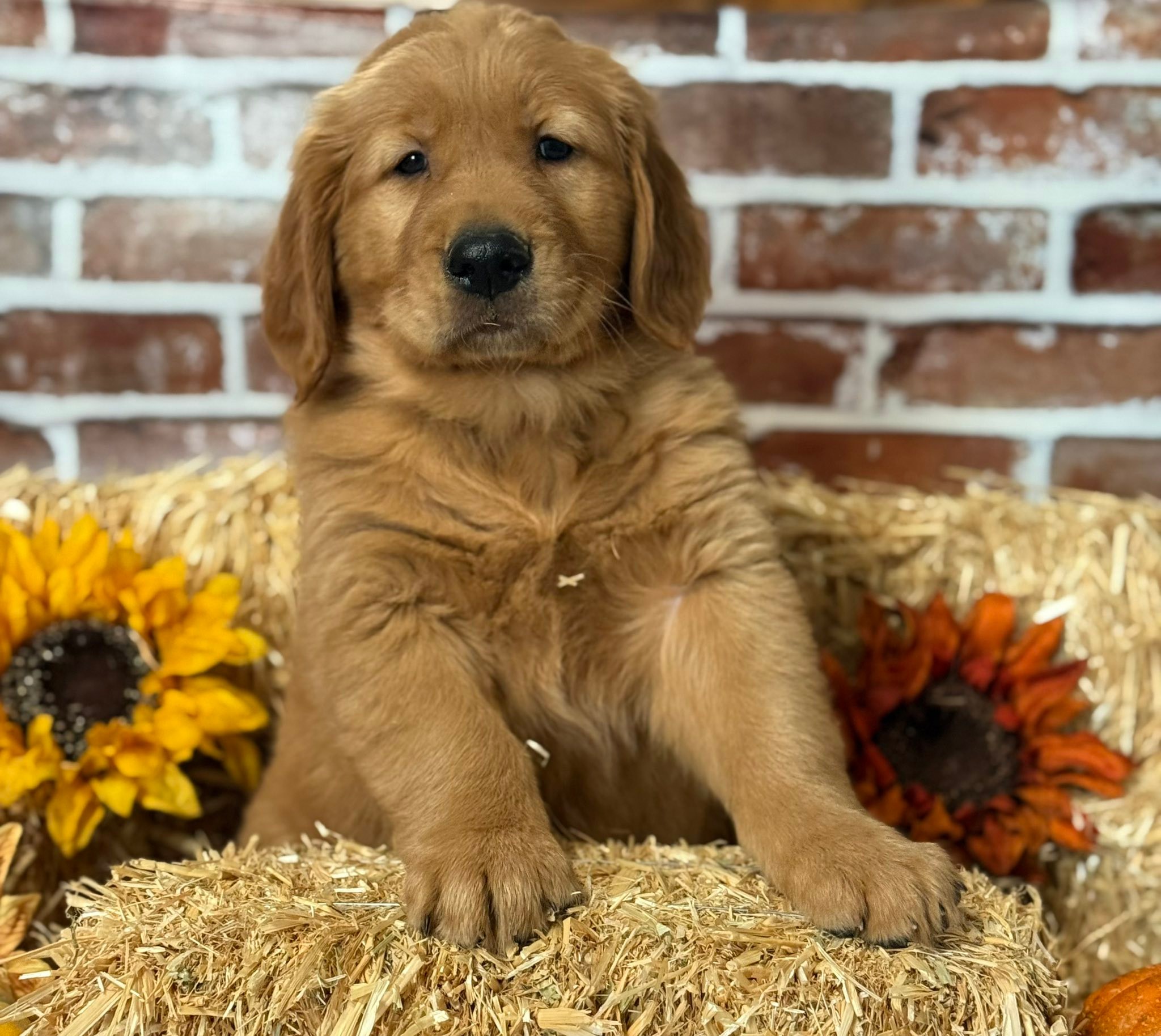 Ridge Top Golden Retrievers... - Ridge Top Golden Retrievers