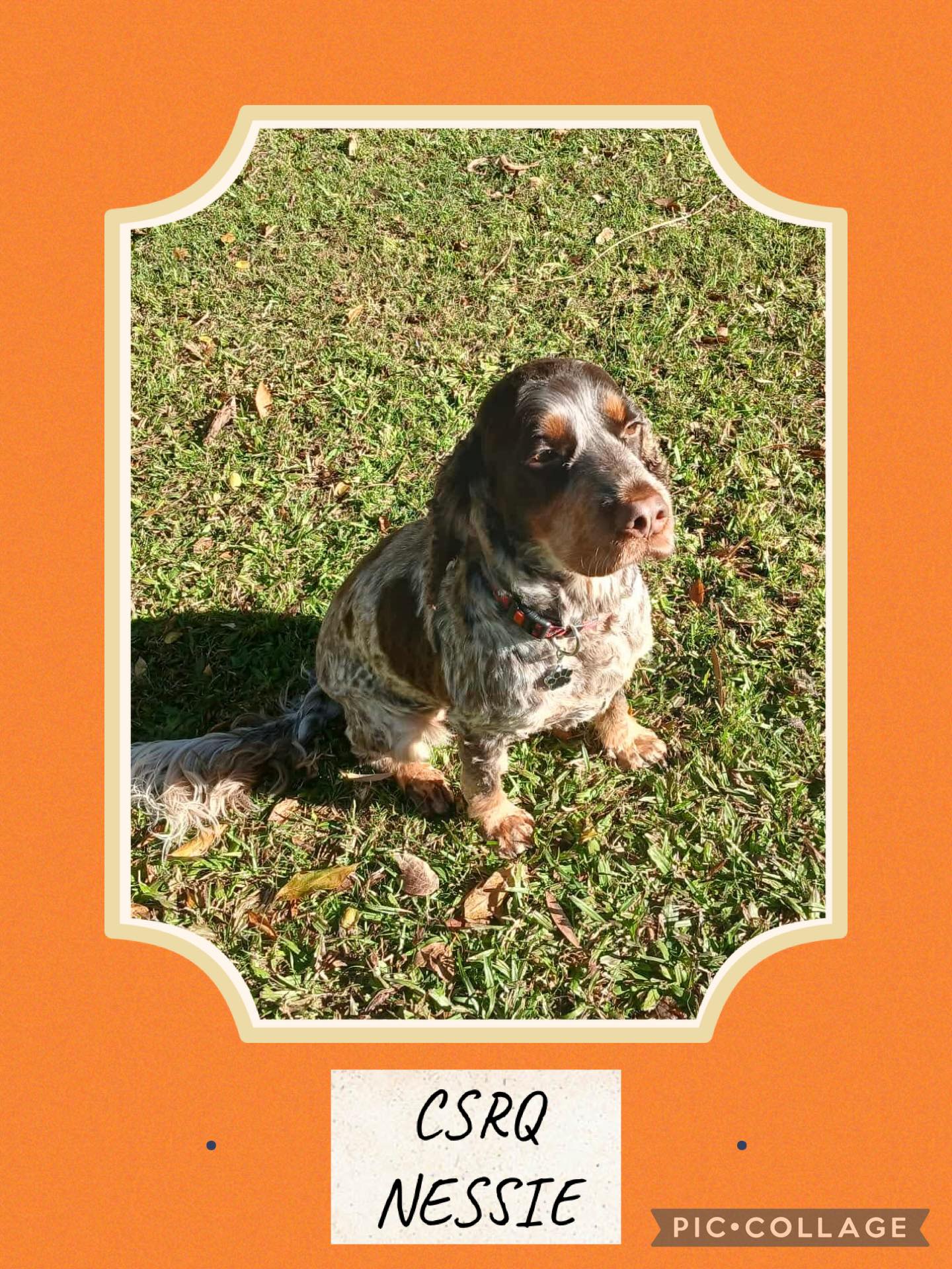 NESSIE IS ON TRIAL ***... - Cocker Spaniel Rescue QLD inc | Facebook
