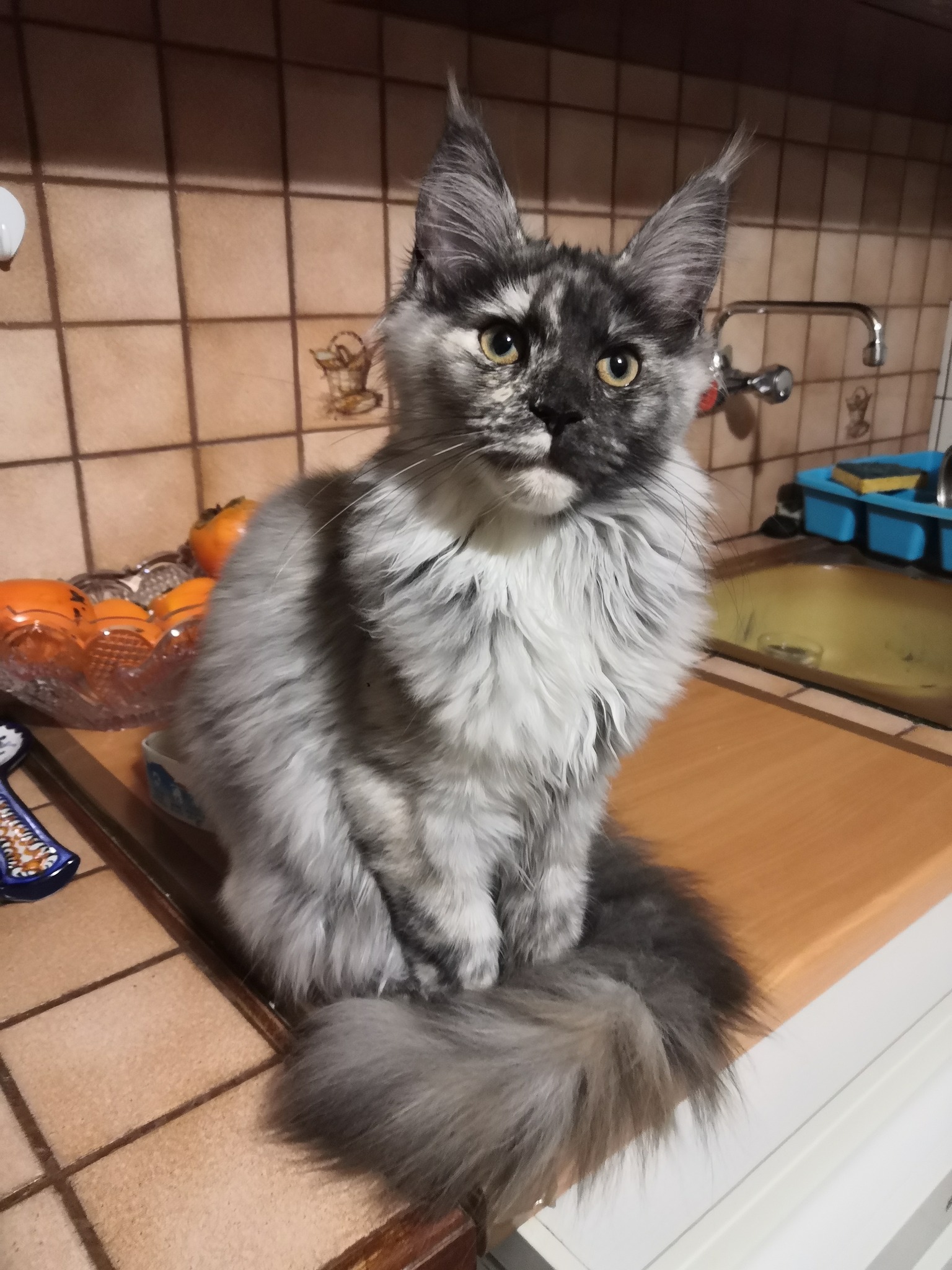 Hummm c’est trop bon la pâtée 😻 | Chatterie des Félins de la Doller ...