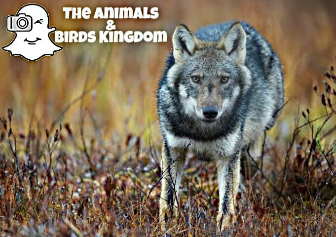 The #Eurasian_wolf🐺 (Canis... - The Animals & Birds Kingdom | Facebook