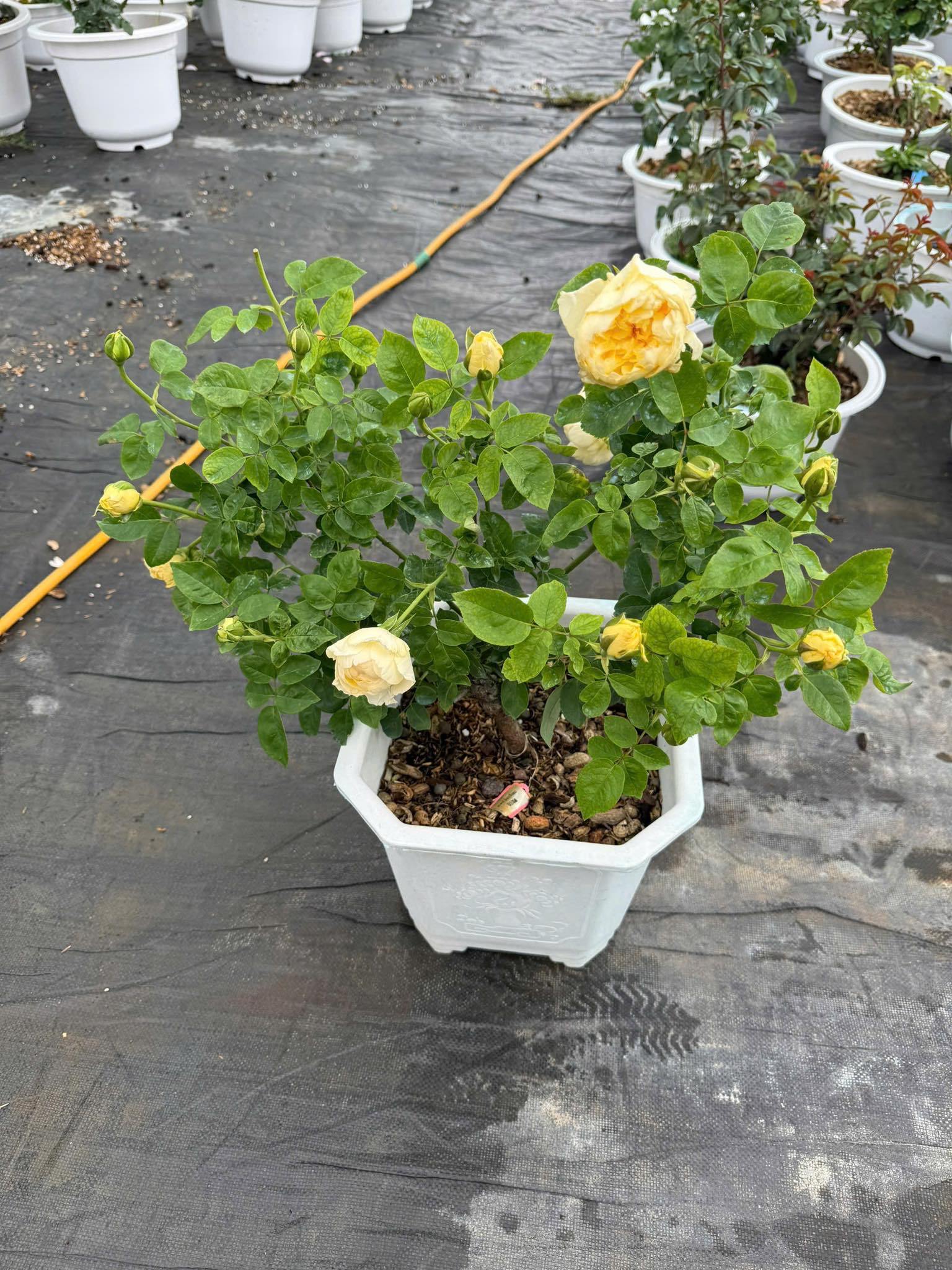 The Rose Garden - The Rose Garden added a new photo.