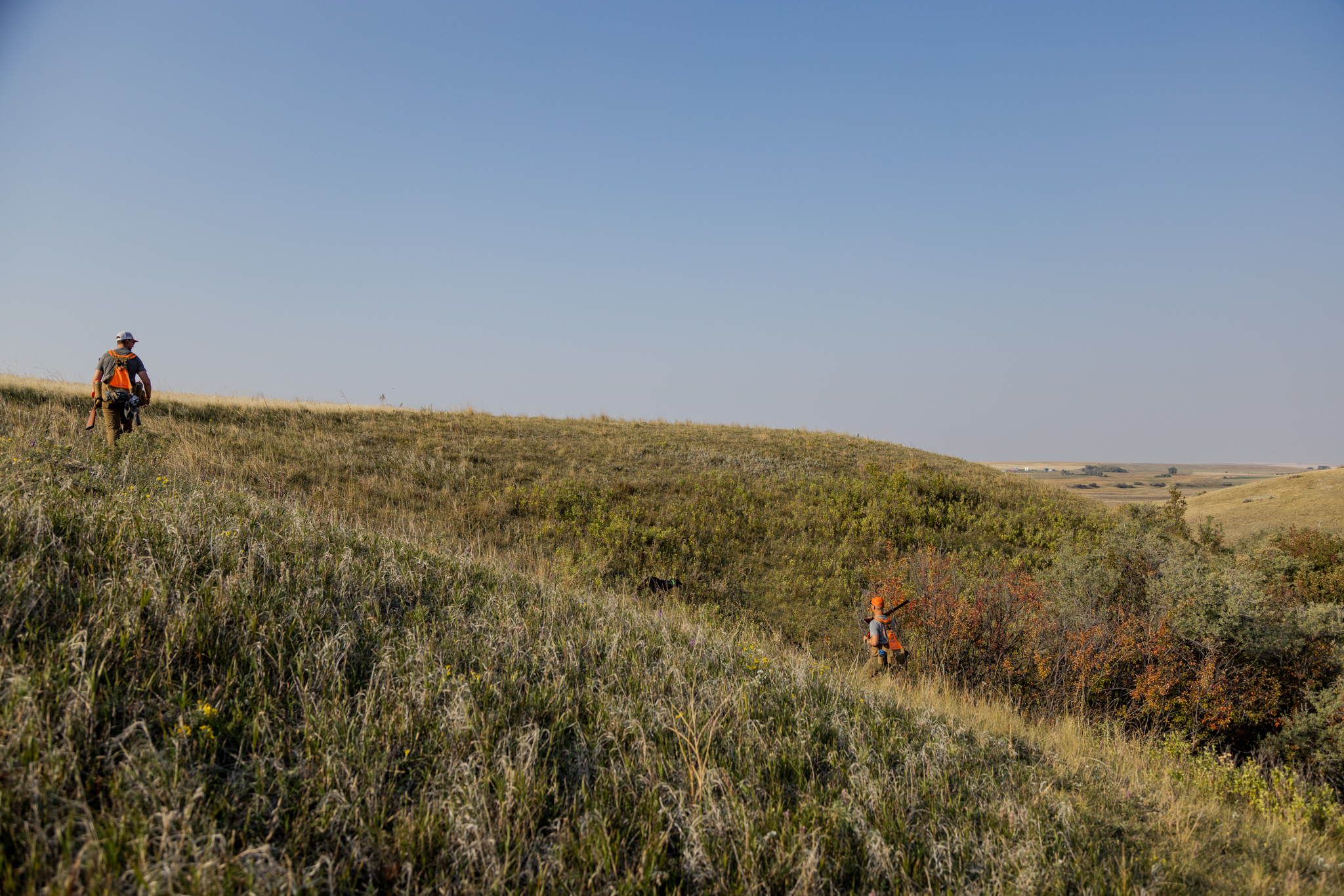 Sharptail Ridge Bird Dogs & Lodge | Lewistown MT