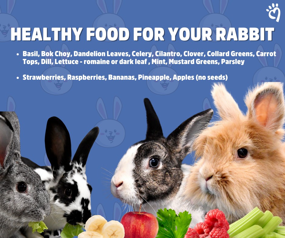 York - 🥬🐰 What's on the menu for our bunny friends? Rabbits thrive on a ...