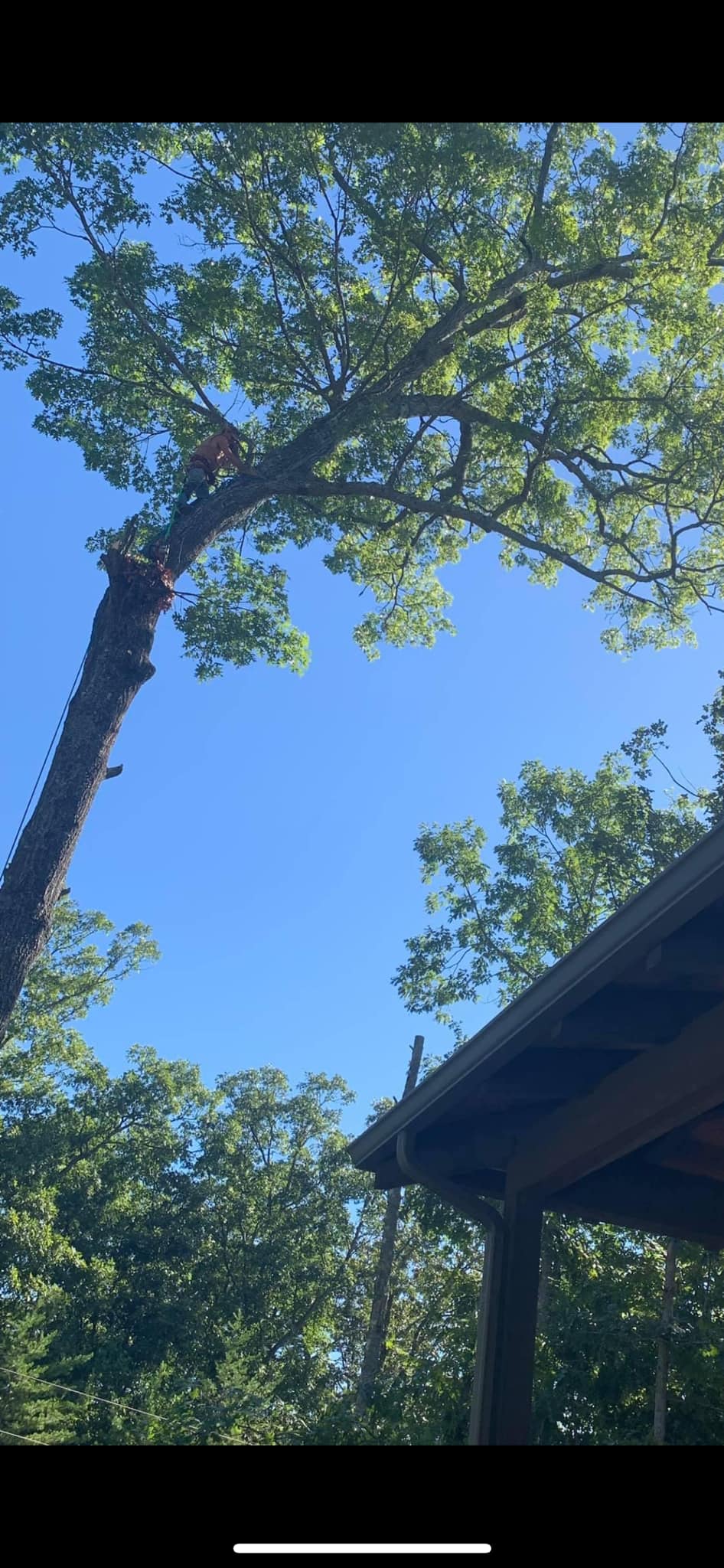 Blue Ridge Mountain Tree Service