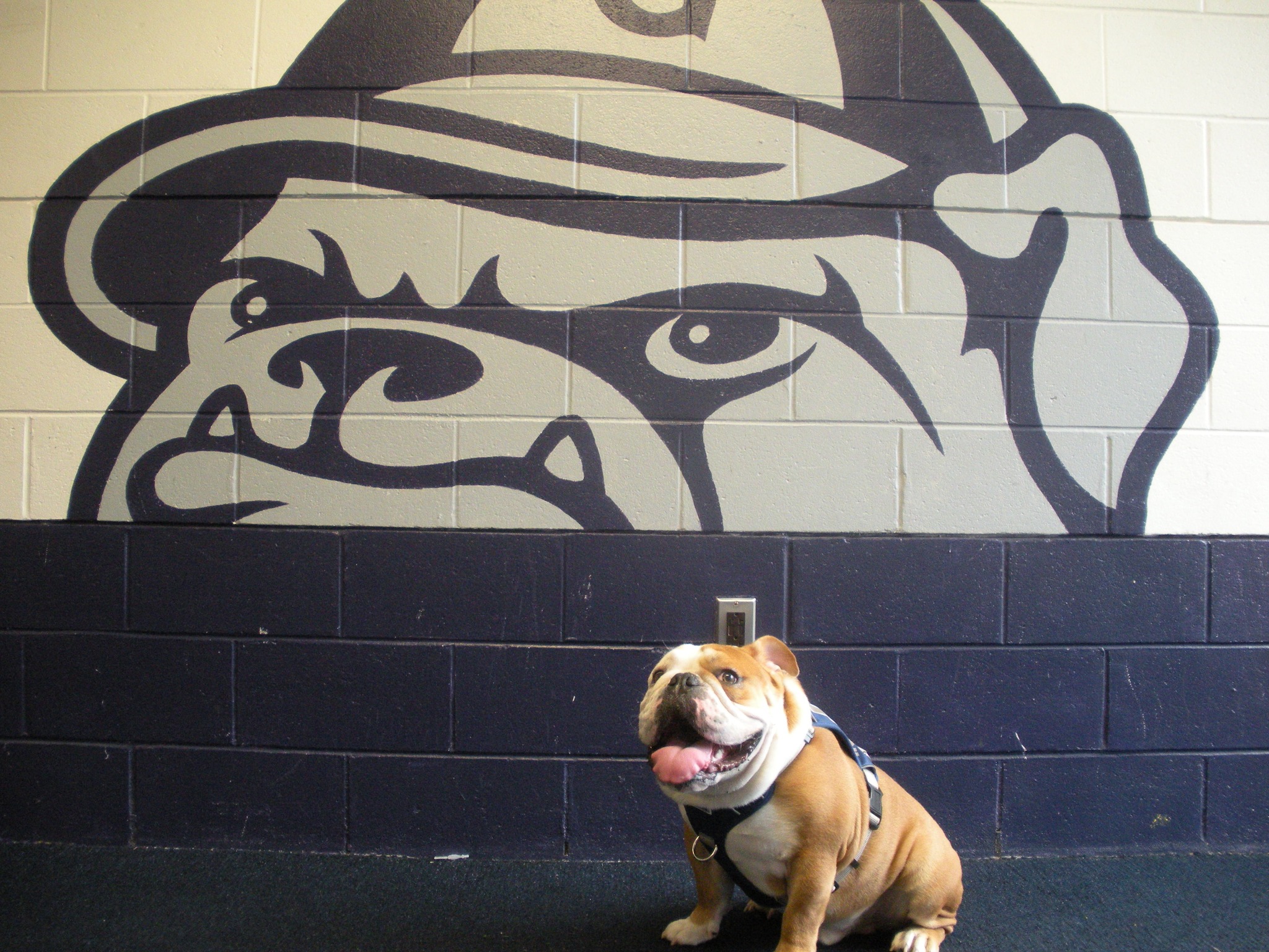X-LARGE × FTC BULLDOG ART COACH JACKET Jack the Bulldog