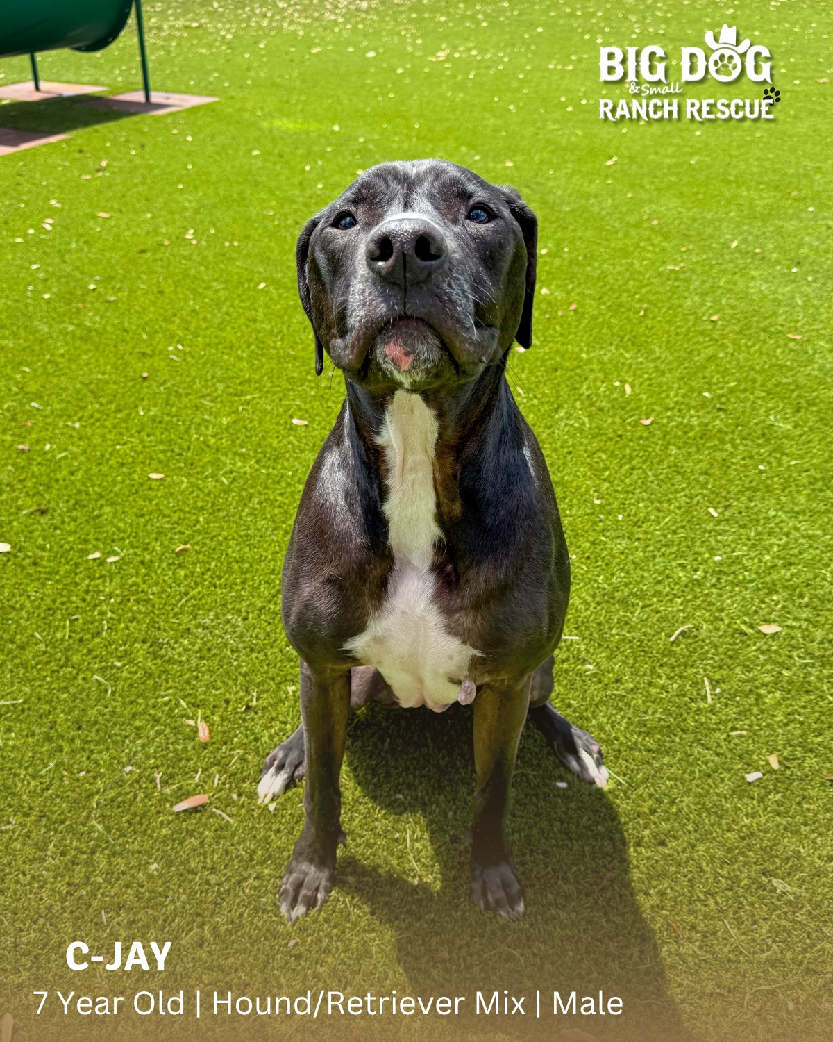 Big Dog Ranch Rescue | Loxahatchee FL