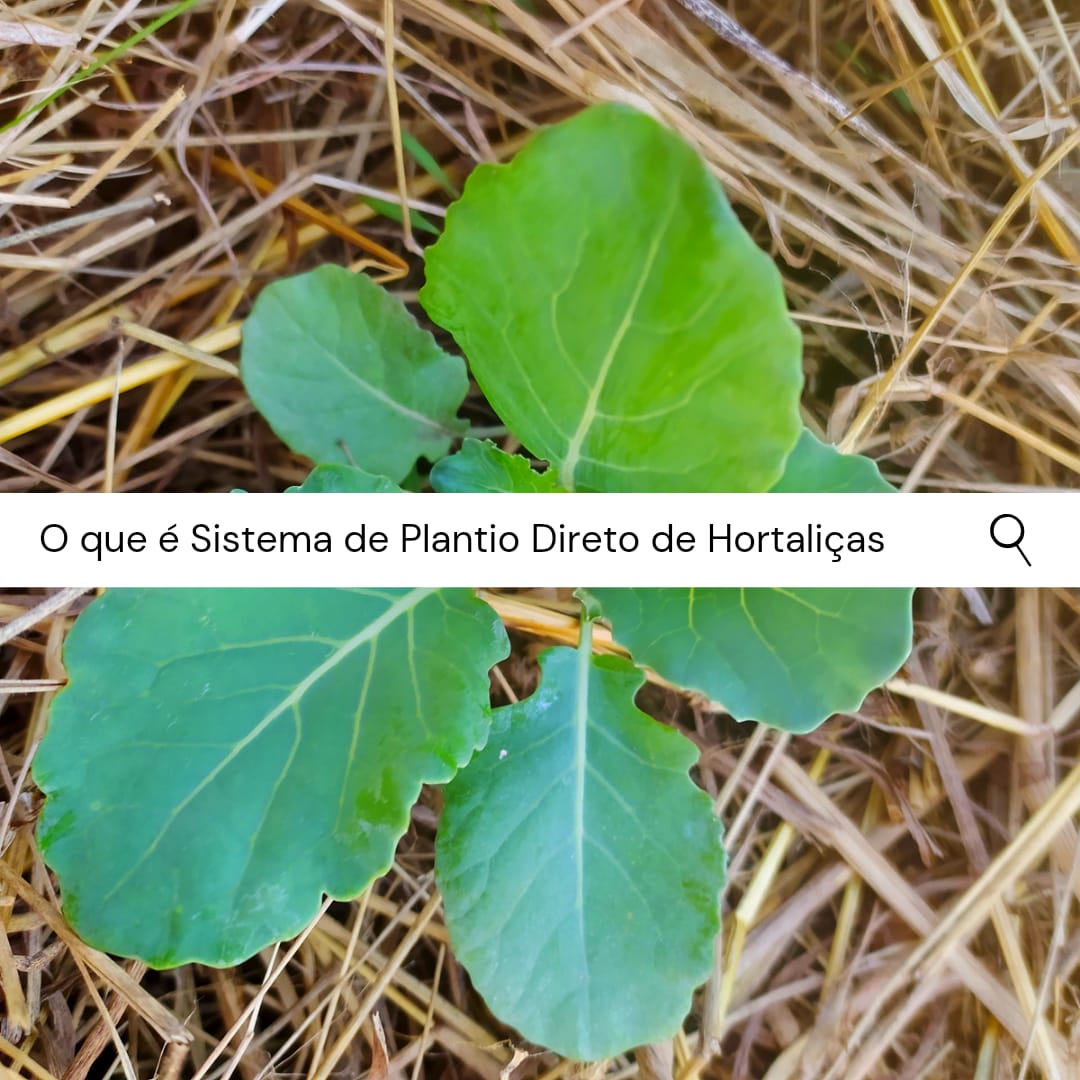 SPDH UFRGS - O Sistema Plantio Direto de Hortaliças (SPDH)... | Facebook