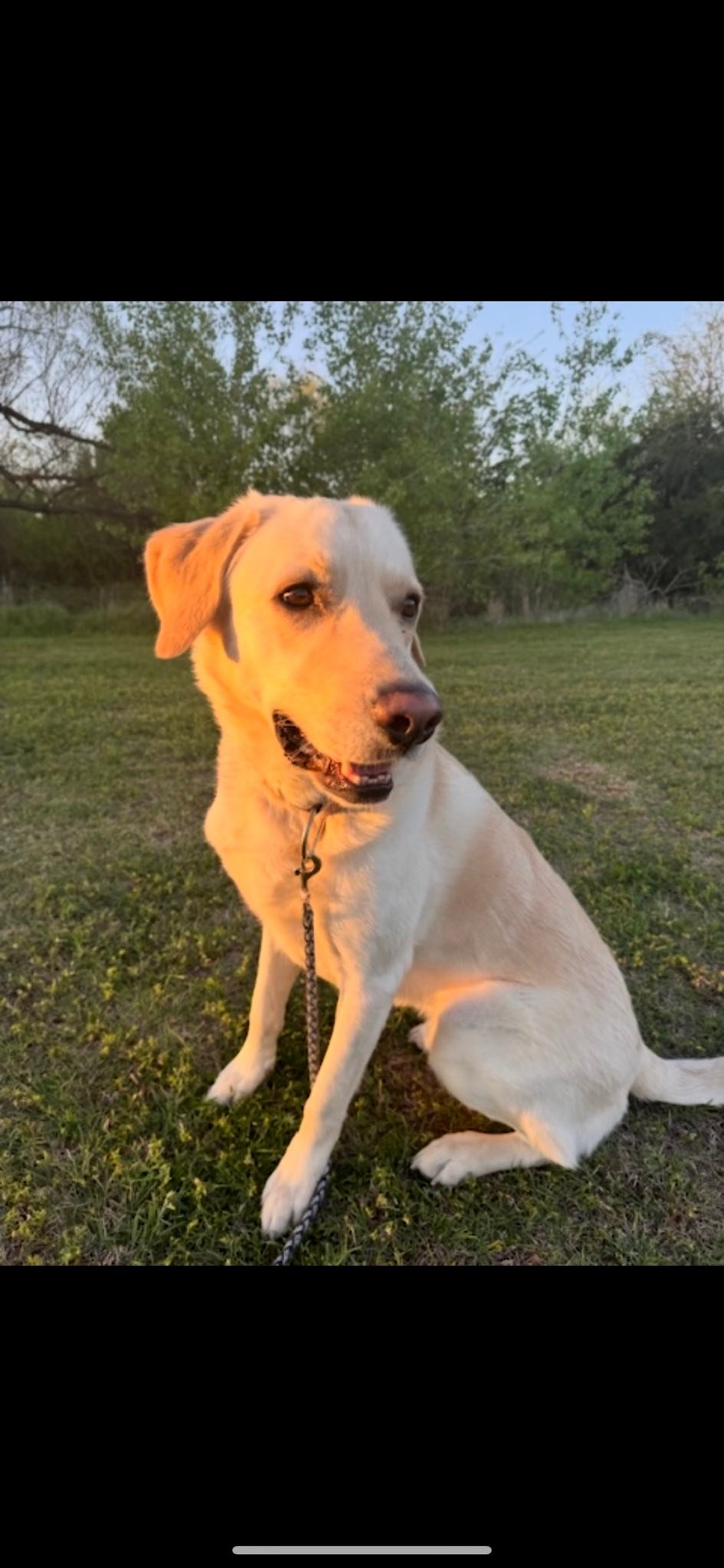 Heartland Lab Rescue | Oklahoma City OK