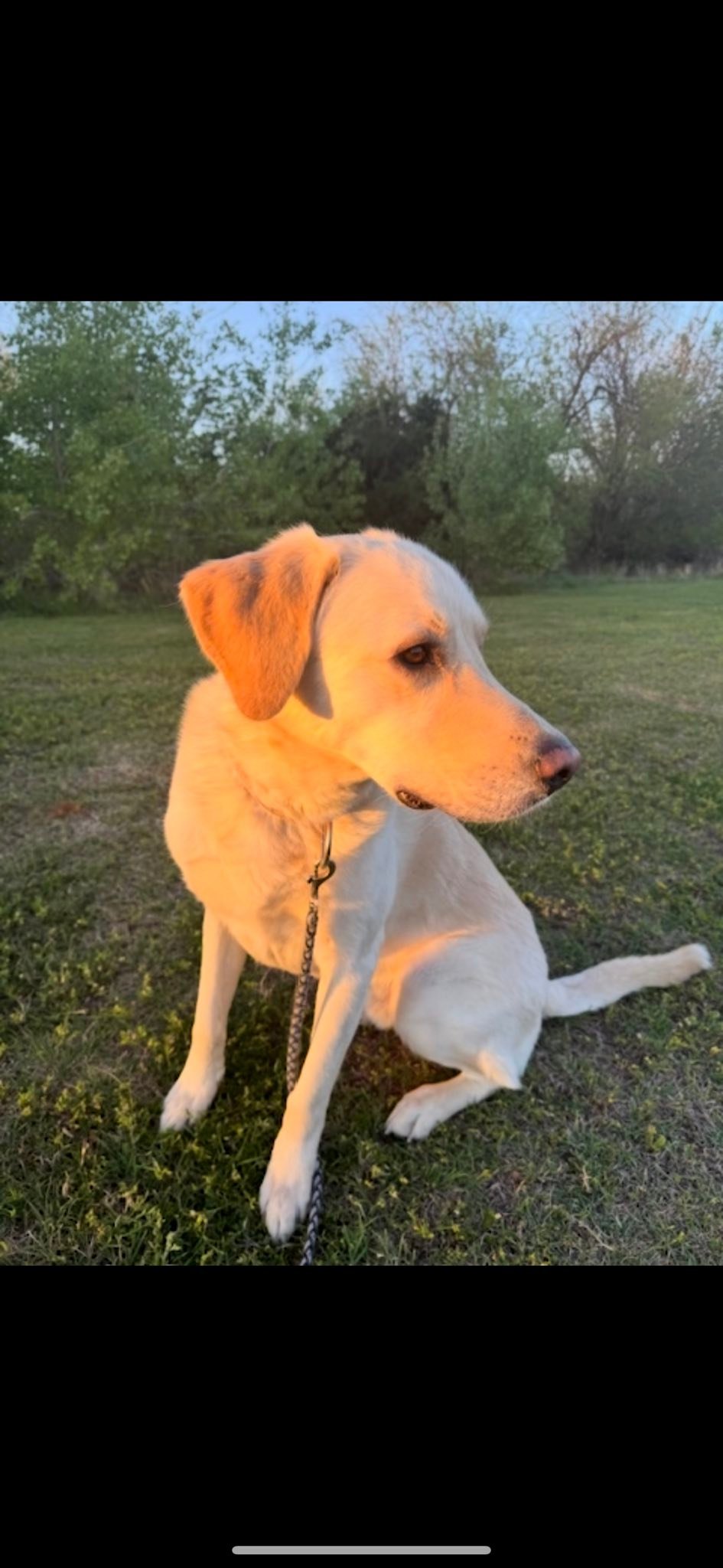 Heartland Lab Rescue | Oklahoma City OK