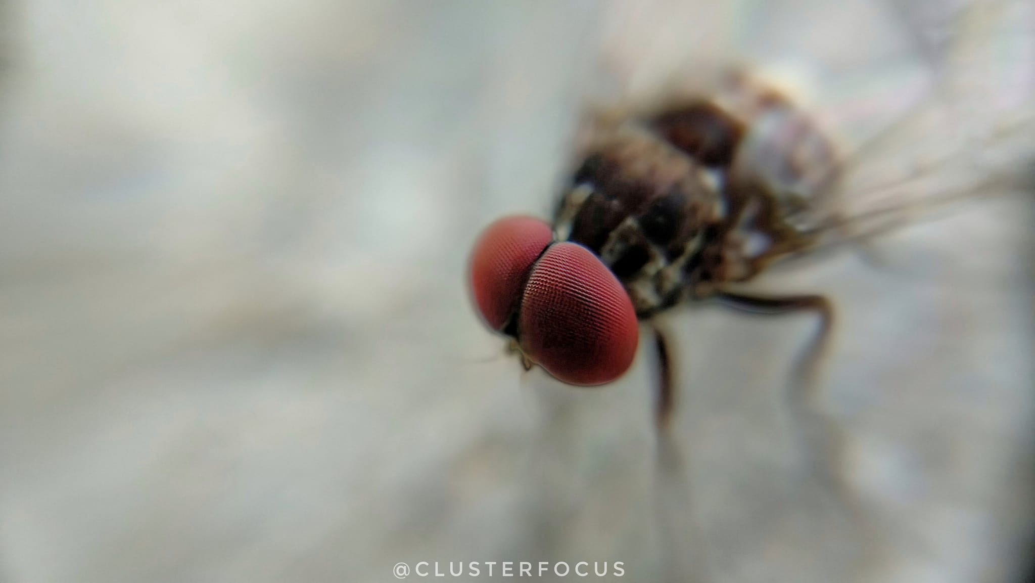 Cluster Focus