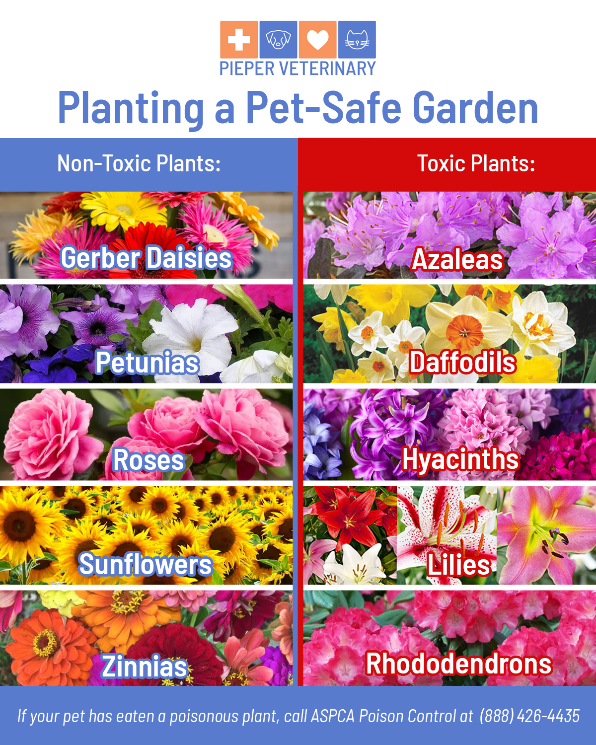 Avon Veterinary Clinic | Avon CT