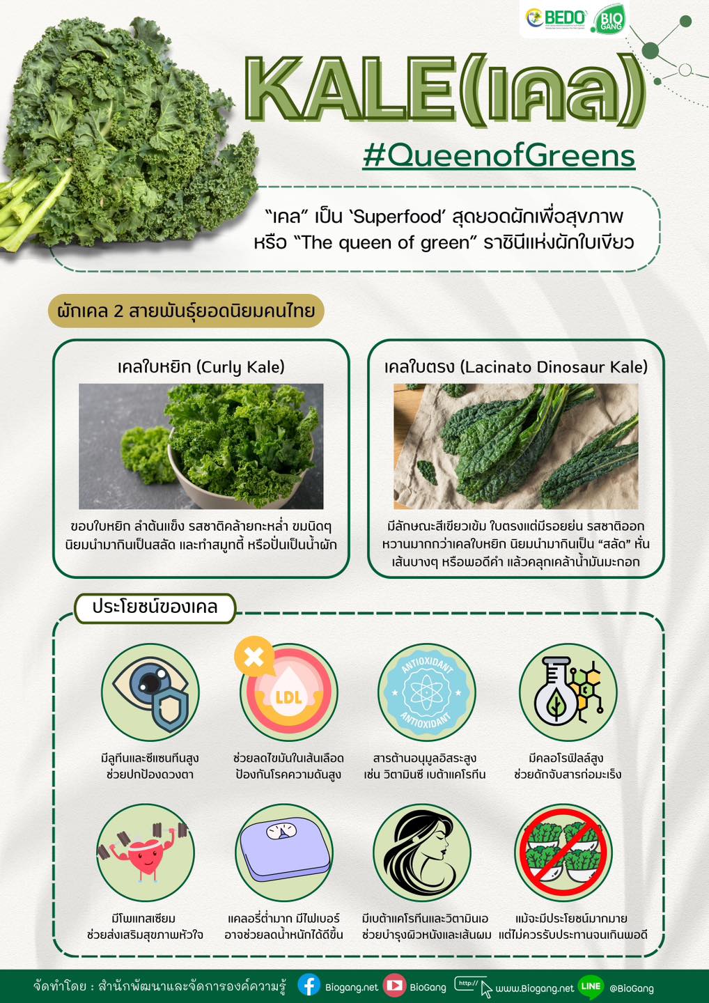 BEDO Thailand - Kale #QueenofGreen 🥬 🥬 ผักเคล ภาษาอังกฤษ... | Facebook