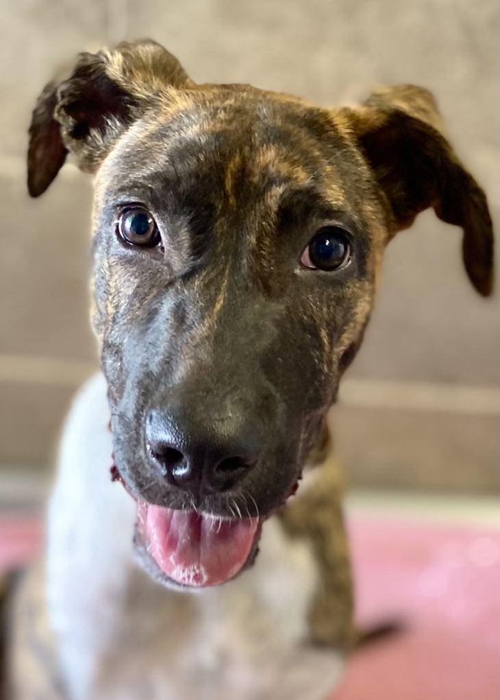 RSPCA - 🌷🐾 ️🐾🌷JOSEPHINE 🌷🐾 ️🐾🌷 4 month old Bull Arab mix Josephine is ...