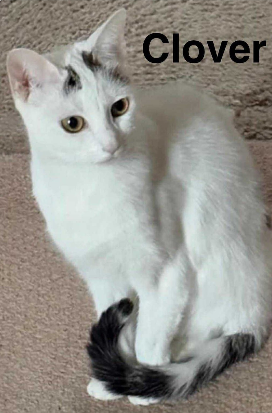 UPDATE - Clover... - No Feline Left Behind - In McKean County | Facebook