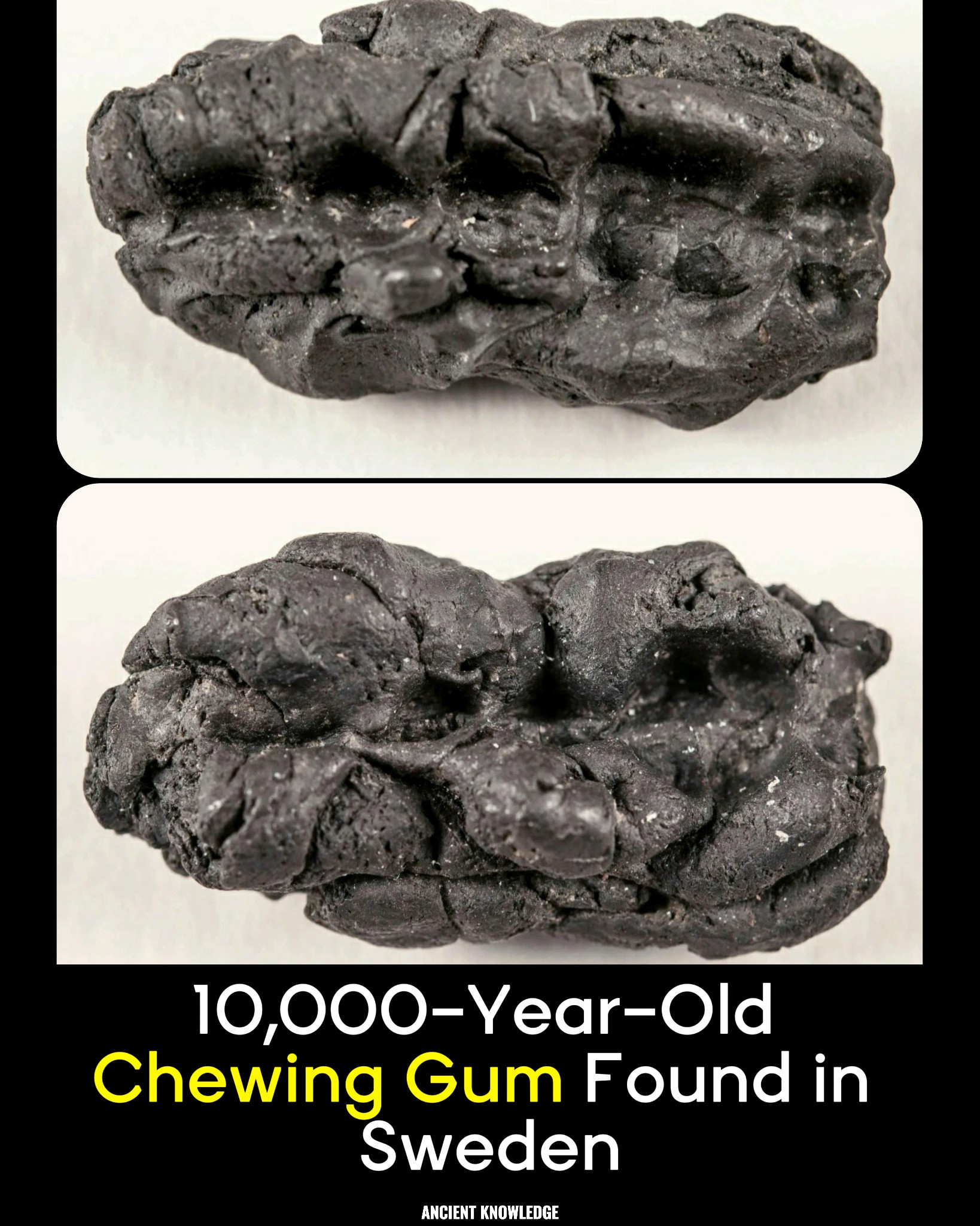 oldest chewing tobacco 10,000-Year-Old 