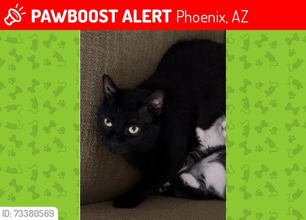 🚨 Jackjack was LOST September 1, 2026 in Phoenix, AZ 85085 near N