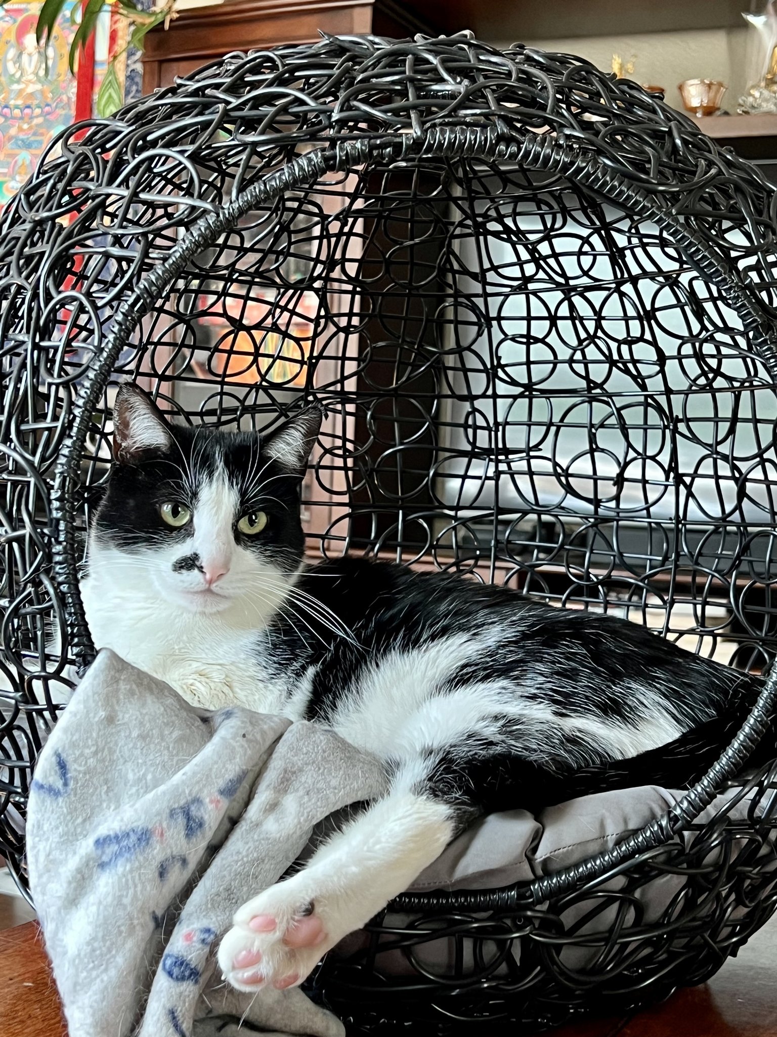 Taste - This is the face of a cat living their best life! 🐱 🖤 Share a ...