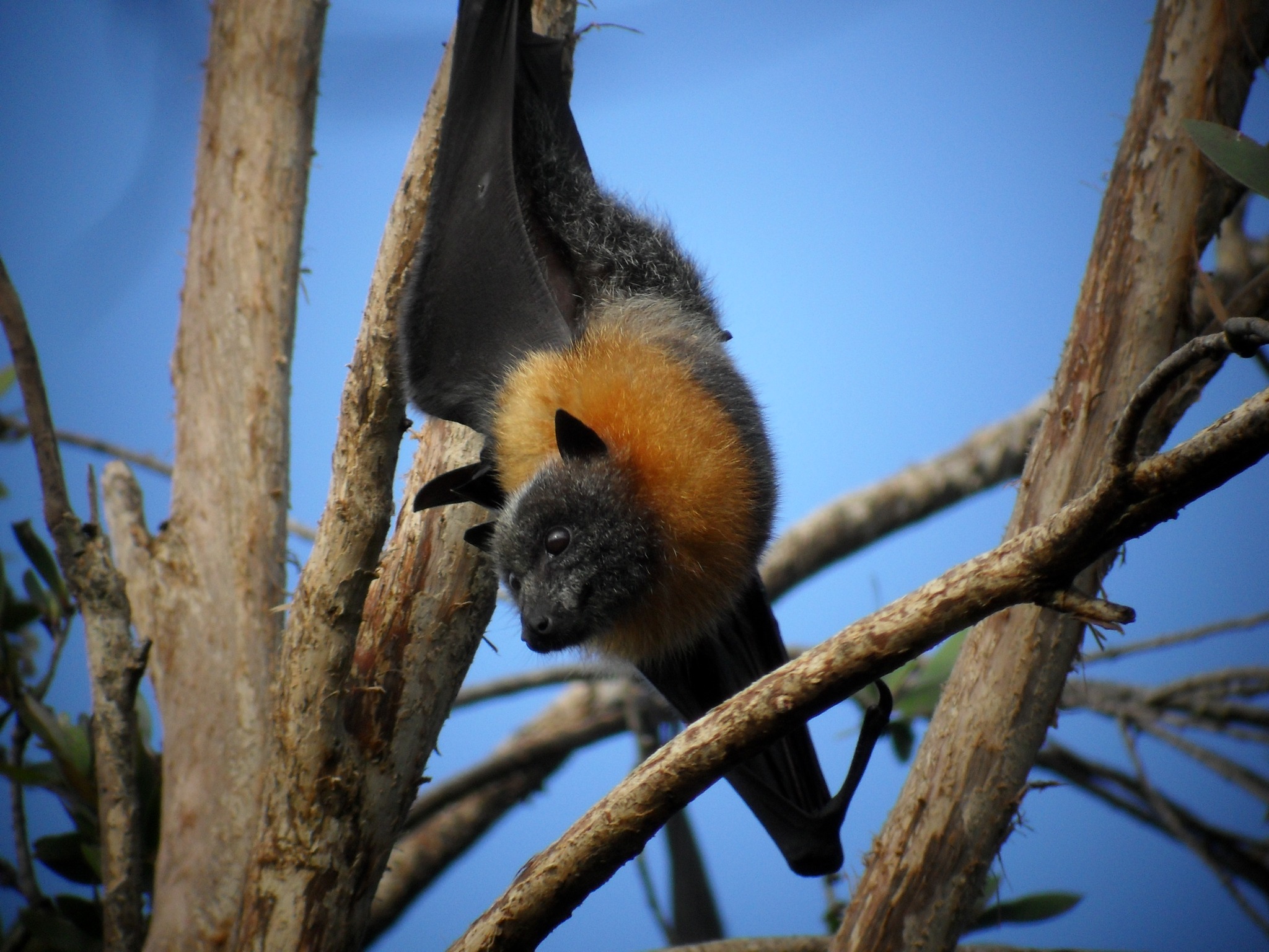 Sunshine Coast Council - 🦇 Curriculum aligned bat education kit for ...