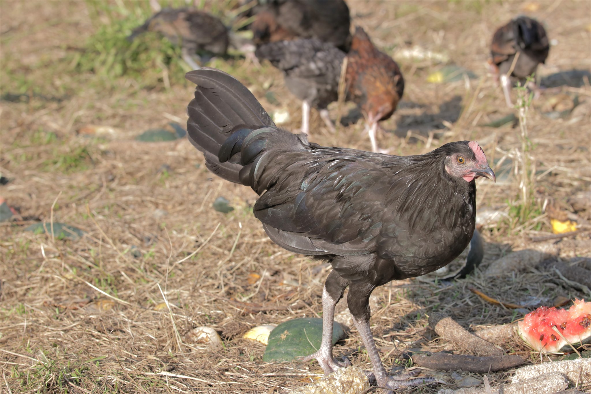 Here are some of our American... - RY Livestock Farm