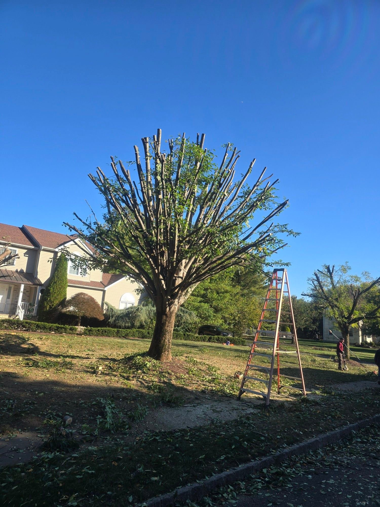 Kristian Tree Service | Freehold NJ